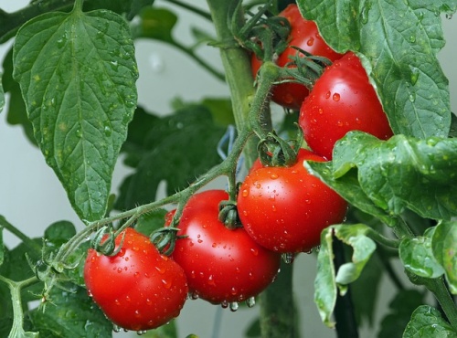 cangkok tomat