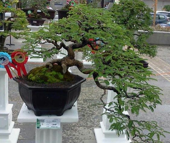 bonsai asem jawa