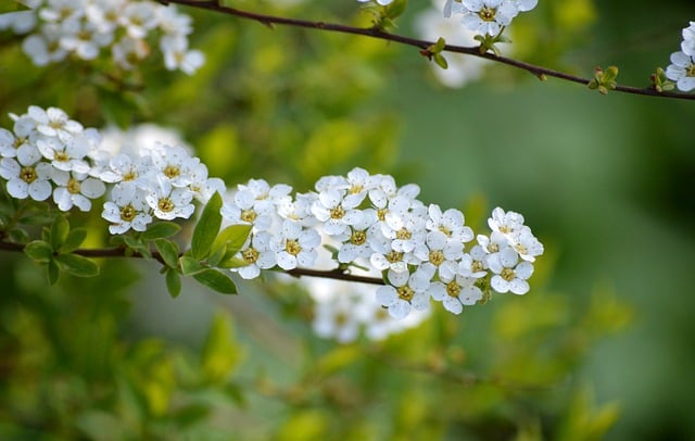 bunga putih