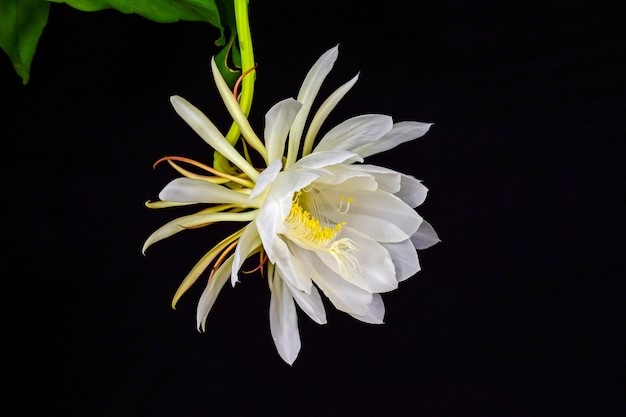 Bunga kantil dikenal dengan mitosnya.