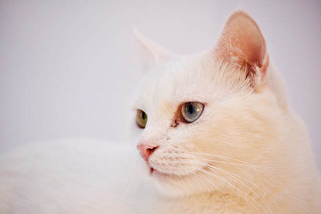 13 Penyebab Kucing Muntah Serta Cara Mengatasinya