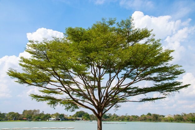 Dampak negatif menanam pohon Ketapang Kencana depan rumah. 