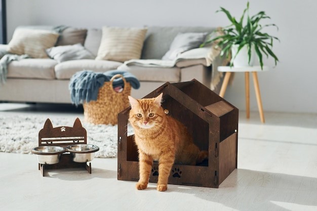 8 Ide Model Rumah Kucing dari Triplek yang Lucu