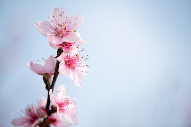 Cherry Blossom sebagai dekorasi bunga hias plastik. 