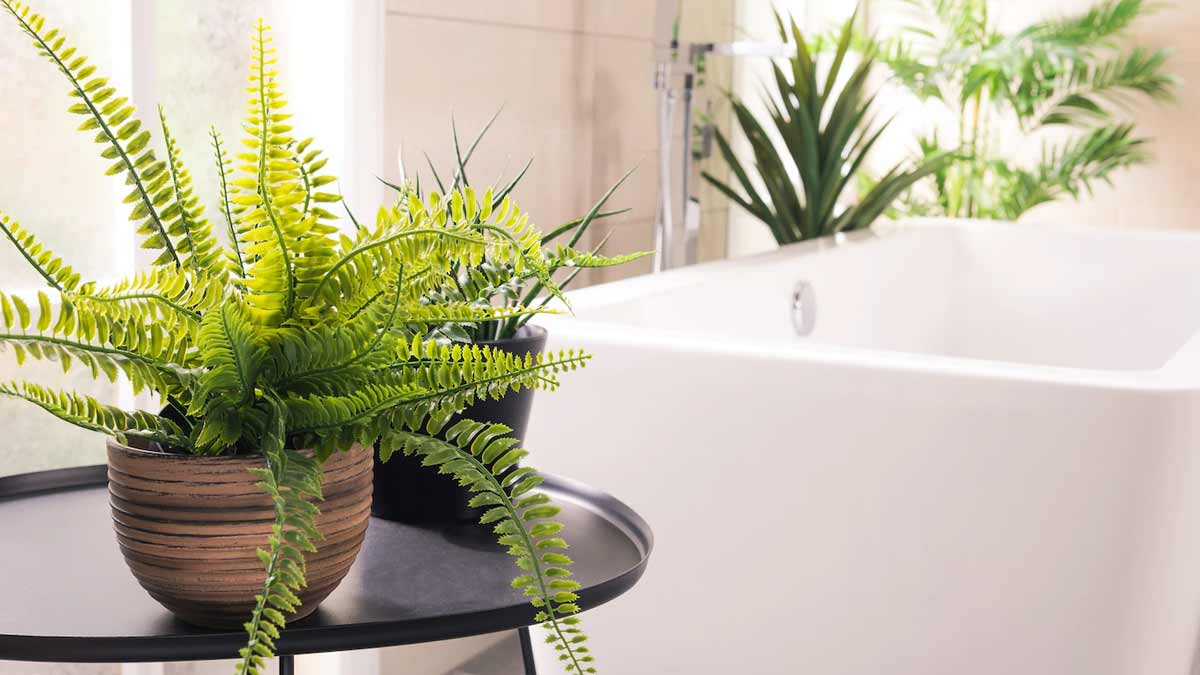 tanaman penyerap bau kamar mandi
