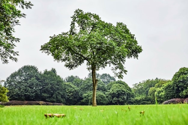 Pohon ketapang memiliki jenis akar pohon yang merusak pondasi rumah. 