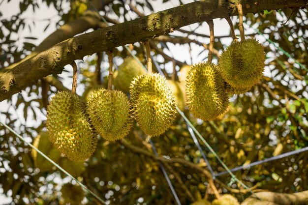 Pohon durian memiliki jenis akar pohon yang merusak pondasi rumah. 