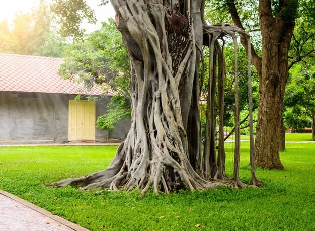Ilustrasi akar pohon.
