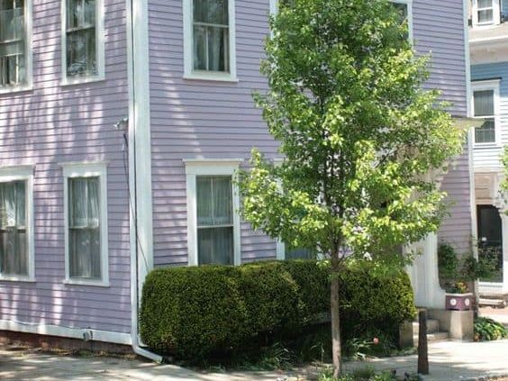 cat depan rumah warna lilac