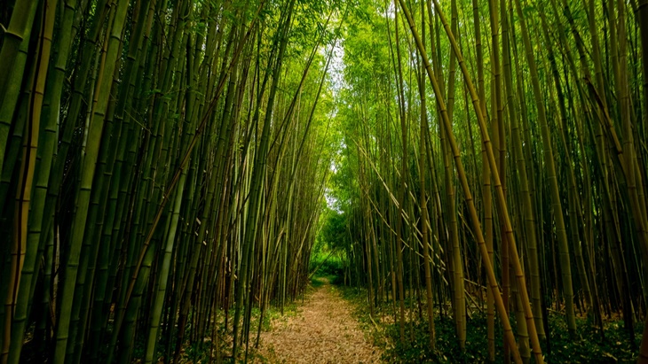  Hutan Bambu Serpong