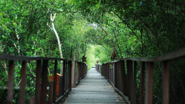 tempat wisata Gresik Hutan Mangrove Ujungpangkah