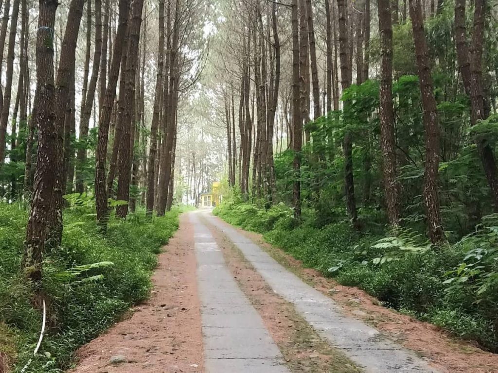 Hutan Pinus Semeru 