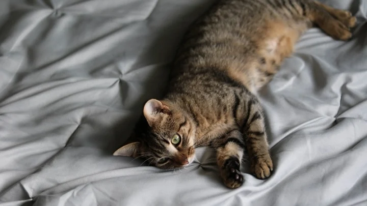 8 Cara Menghilangkan Bau Kencing Kucing di Kasur dan Sofa Rumah