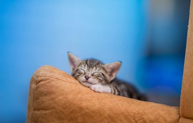 8 Cara Menghilangkan Bau Kencing Kucing di Kasur dan Sofa Rumah