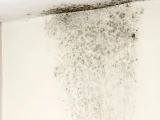 cara menghilangkan jamur di tembok