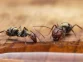 cara mengusir semut di meja makan