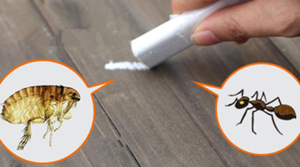 cara mengusir semut di meja makan kapur antiserangga