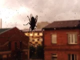 cara mengusir lalat di rumah