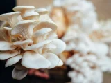 cara menyimpan jamur tiram