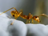 3 cara mengusir semut