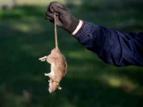 obat tikus paling ampuh di rumah