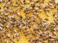 cara mengusir lebah